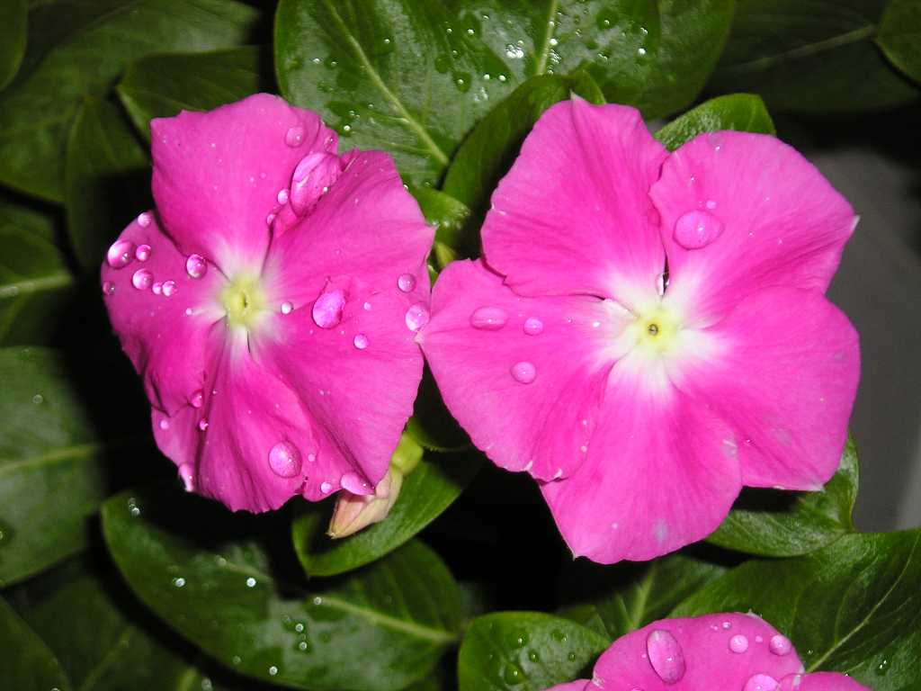 ���԰������մ�