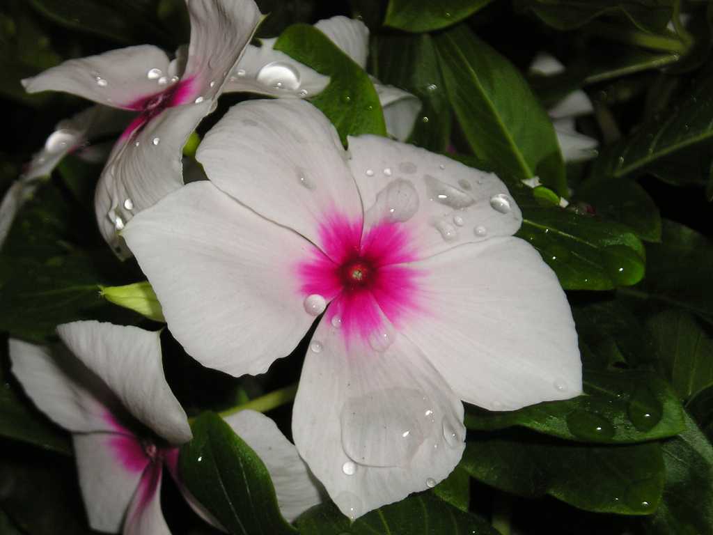 ���԰������մ�