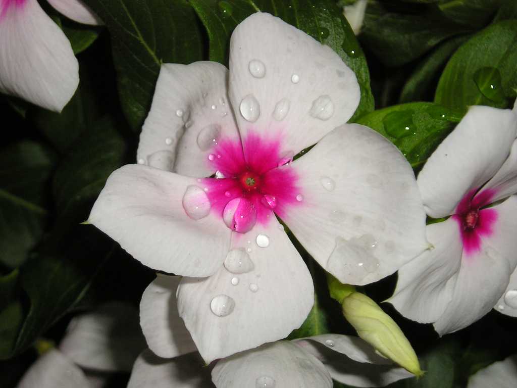 ���԰������մ�