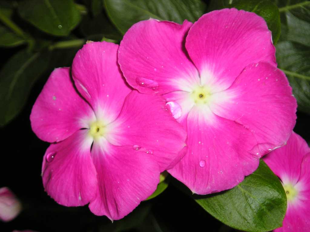 ���԰������մ�