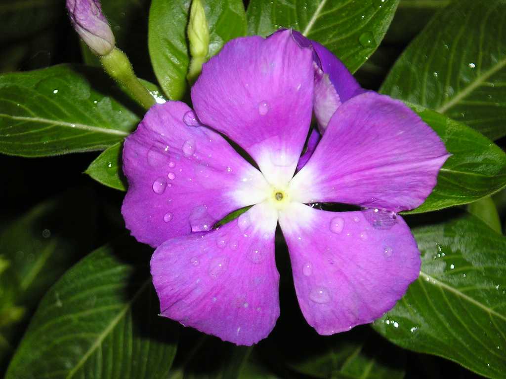 ���԰������մ�