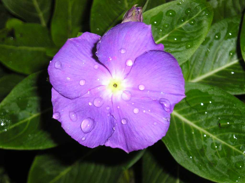 ���԰������մ�