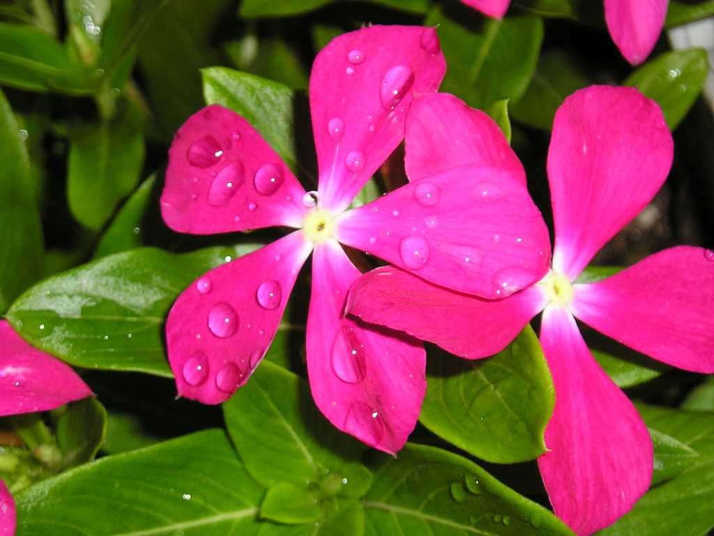 ���԰������մ�