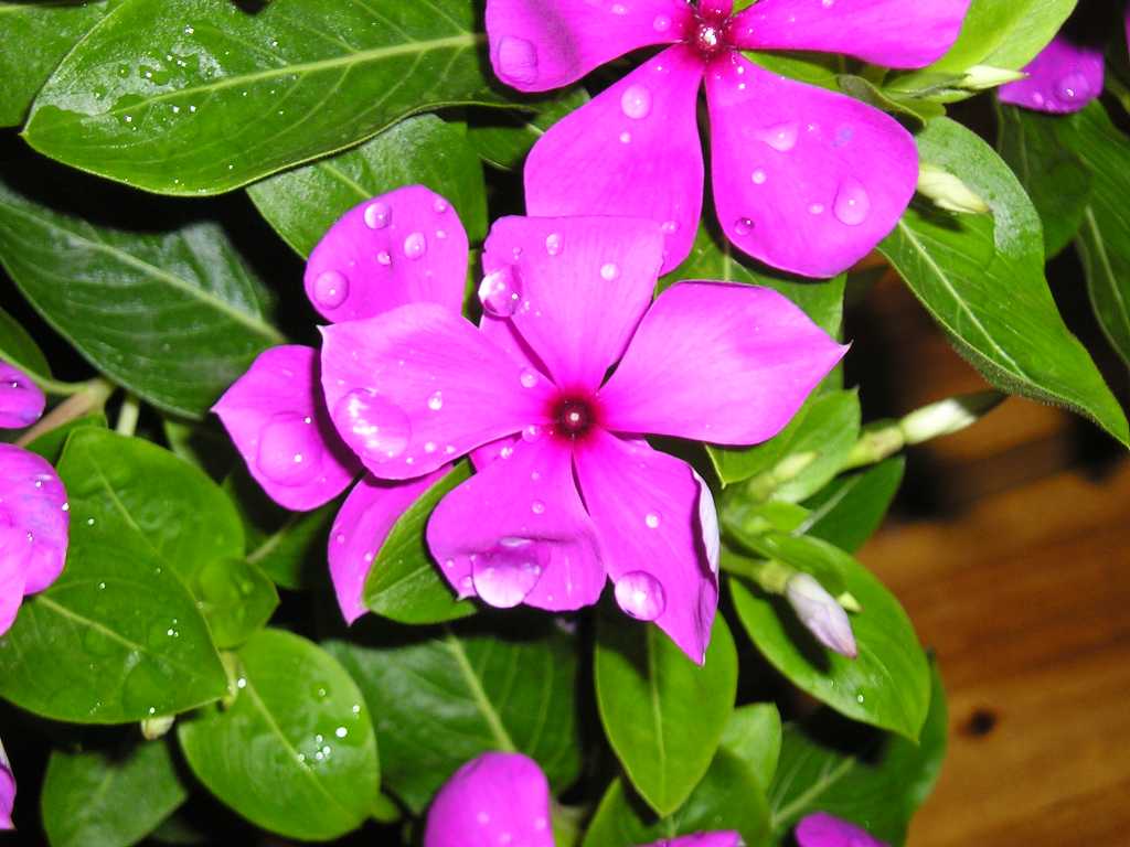 ���԰������մ�