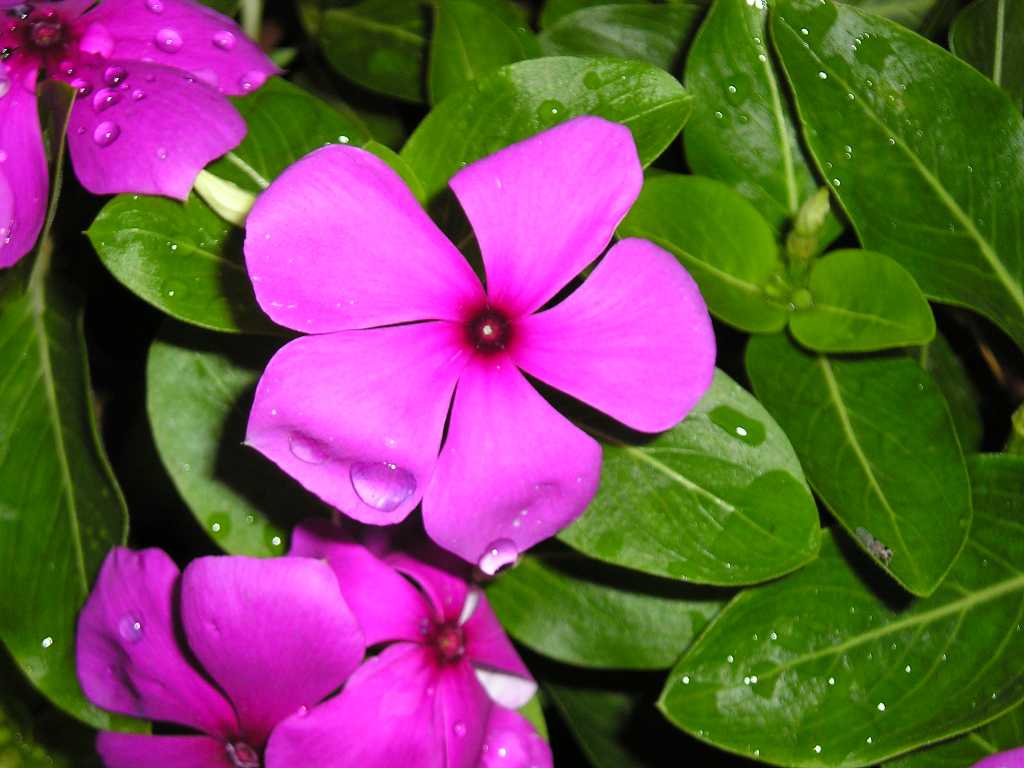 ���԰������մ�