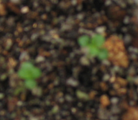 ���ֵ��ֻ��ռ�