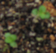 ���ֵ��ֻ��ռ�