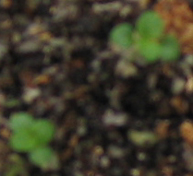 ���ֵ��ֻ��ռ�