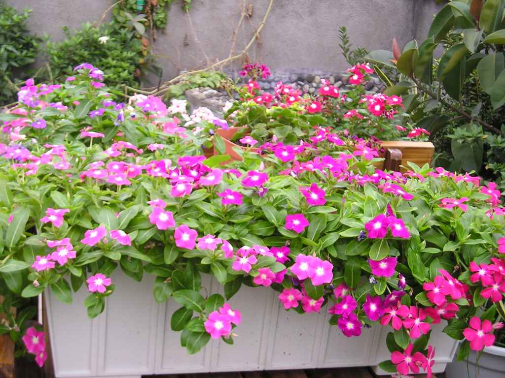 ���մ���ѽ��!����һƬ...........(P4��Ƭ)