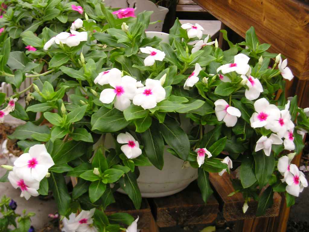 ���մ���ѽ��!����һƬ...........(P4��Ƭ)