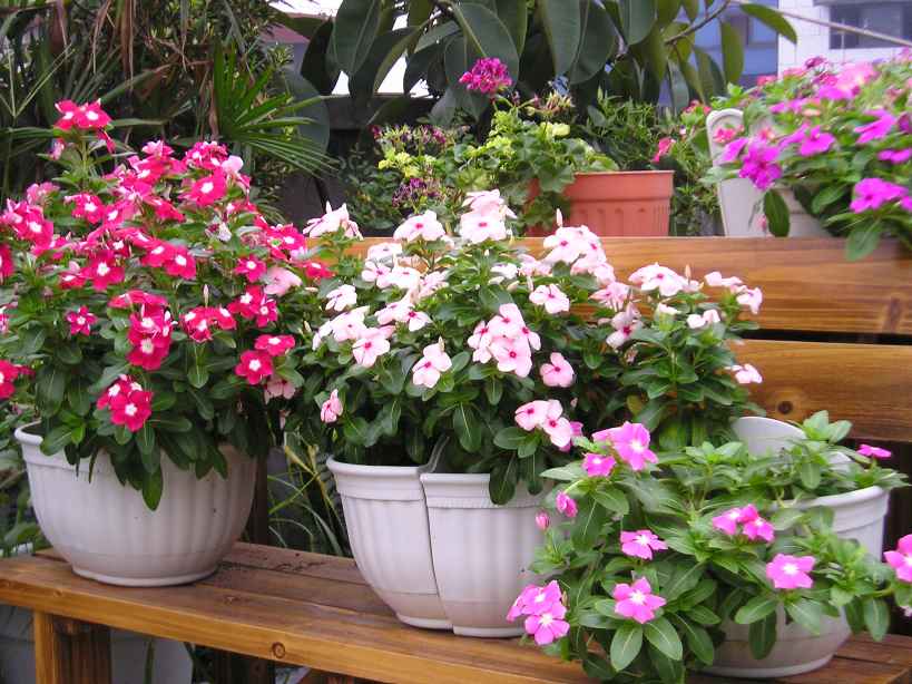 ���մ���ѽ��!����һƬ...........(P4��Ƭ)