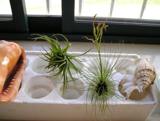 �����ҵ�԰�Ӷ���Щʲô��