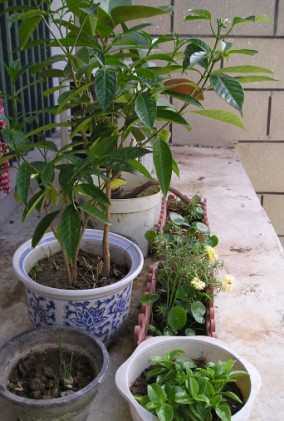 �����ҵ�԰�Ӷ���Щʲô��