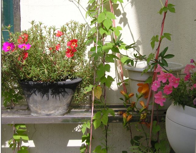 �����ҵ�԰�Ӷ���Щʲô��