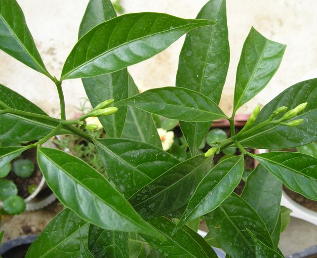 �����ҵ�԰�Ӷ���Щʲô��