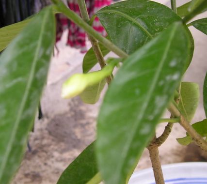 �����ҵ�԰�Ӷ���Щʲô��