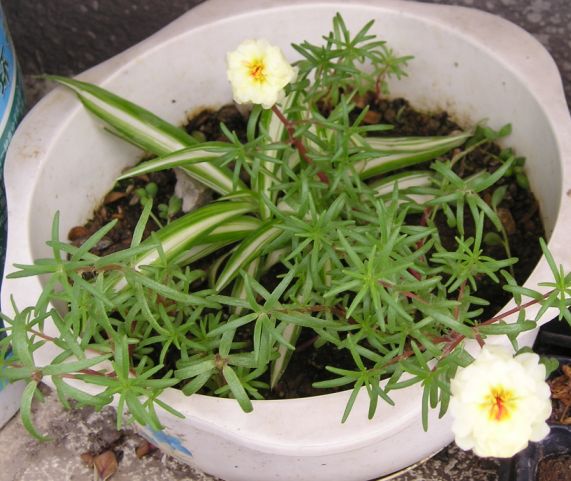 �����ҵ�԰�Ӷ���Щʲô��