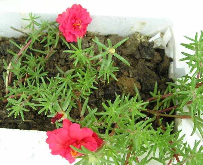 �����ҵ�԰�Ӷ���Щʲô��