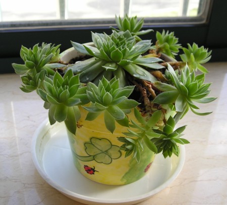 �����ҵ�԰�Ӷ���Щʲô��