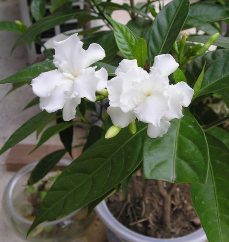 �����ҵ�԰�Ӷ���Щʲô��