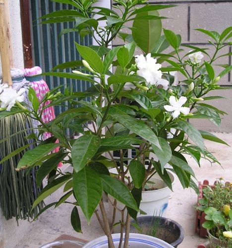 �����ҵ�԰�Ӷ���Щʲô��