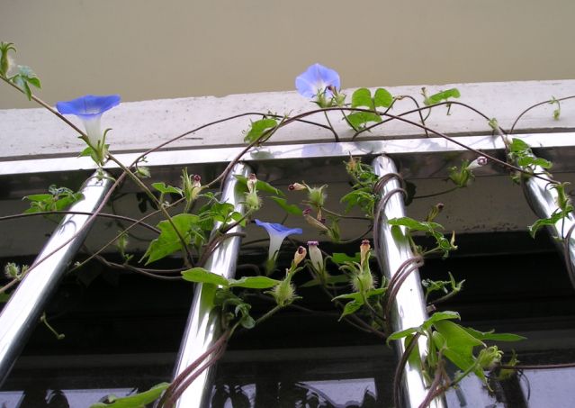 �����ҵ�԰�Ӷ���Щʲô��