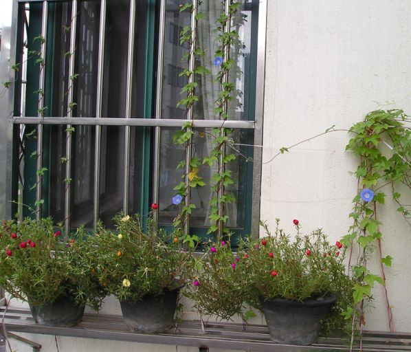 �����ҵ�԰�Ӷ���Щʲô��