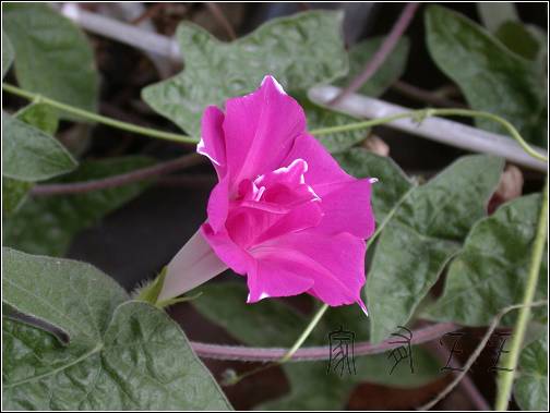 ǣţ���ӷ�ѿ