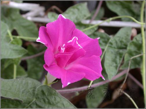 ǣţ���ӷ�ѿ