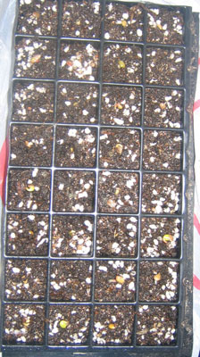 �ﲥҲ���......P13