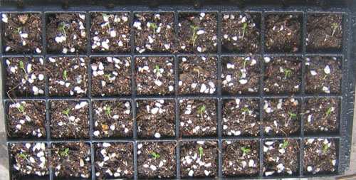 �ﲥҲ���......P13