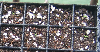 �ﲥҲ���......P13