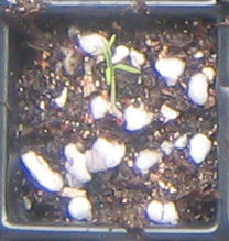 �ﲥҲ���......P13