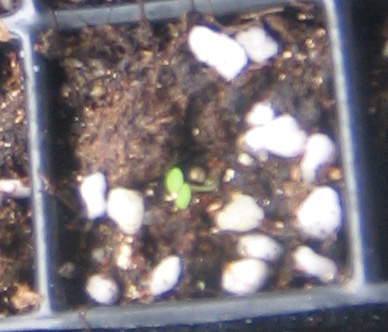 �ﲥҲ���......P13