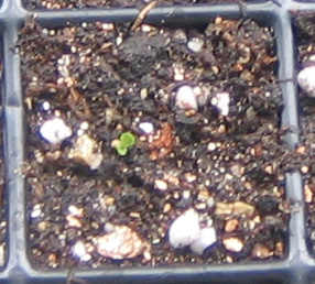 �ﲥҲ���......P13