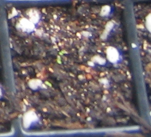 �ﲥҲ���......P13