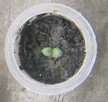 �ﲥҲ���......P13