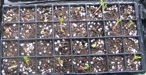 �ﲥҲ���......P13