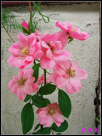 ��������¼���԰:�°ܵ���������£�