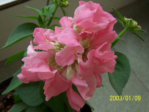 ţ���ܡ�����ţ�ࣨ�������ͼ��