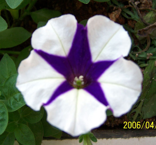 ţ����~~��ţ��(�������ͼ)