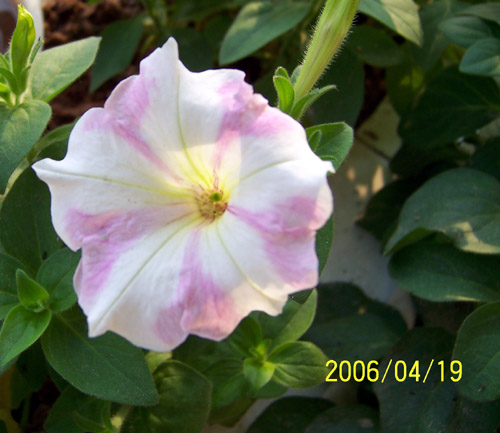 ţ����~~��ţ��(�������ͼ)