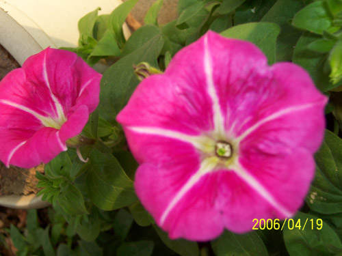 ţ����~~��ţ��(�������ͼ)