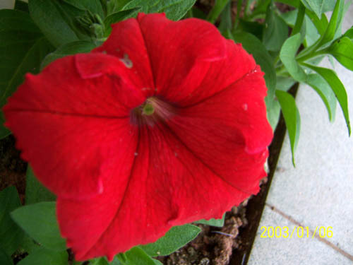 ţ����~~��ţ��(�������ͼ)