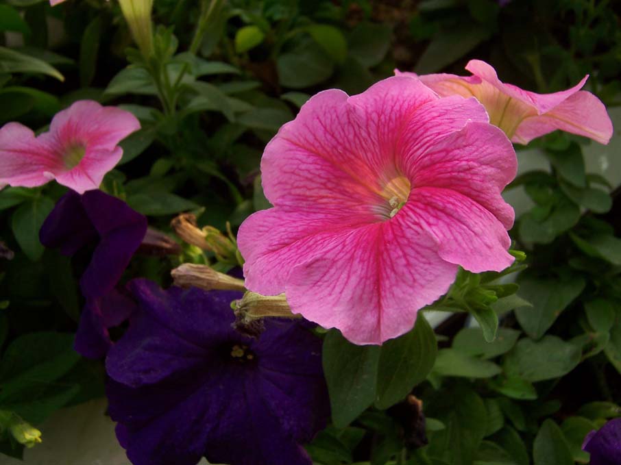 ţ����~~��ţ��(�������ͼ)