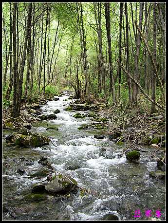 �����ۻ���:��ƺ��