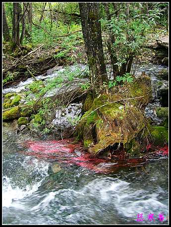 �����ۻ���:��ƺ��