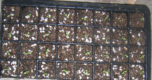 �ﲥҲ���......P13