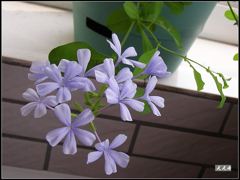 �ҵ���ѩ������