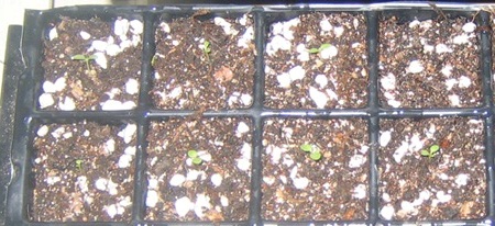 �ﲥҲ���......P13